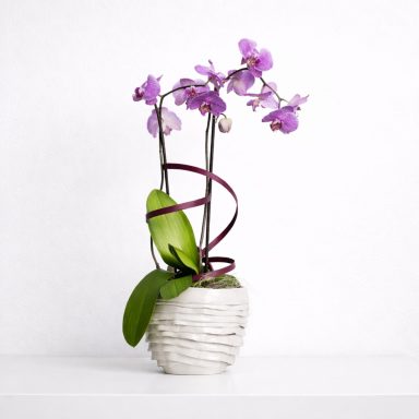 Centro de orquídeas Centro de orquídeas phalaenopsis