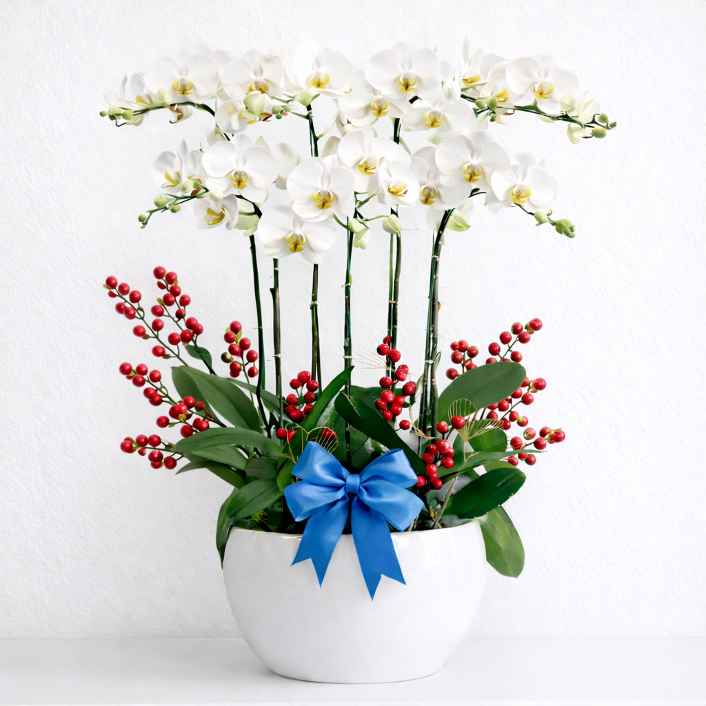 Regalo elegante Centro de orquídeas blancas en maceta redonda sobre fondo claro