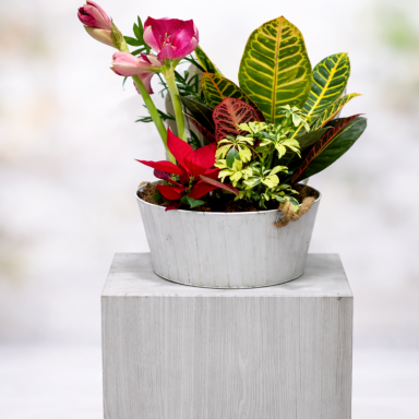 Centros de plantas Centro con plantas de interior