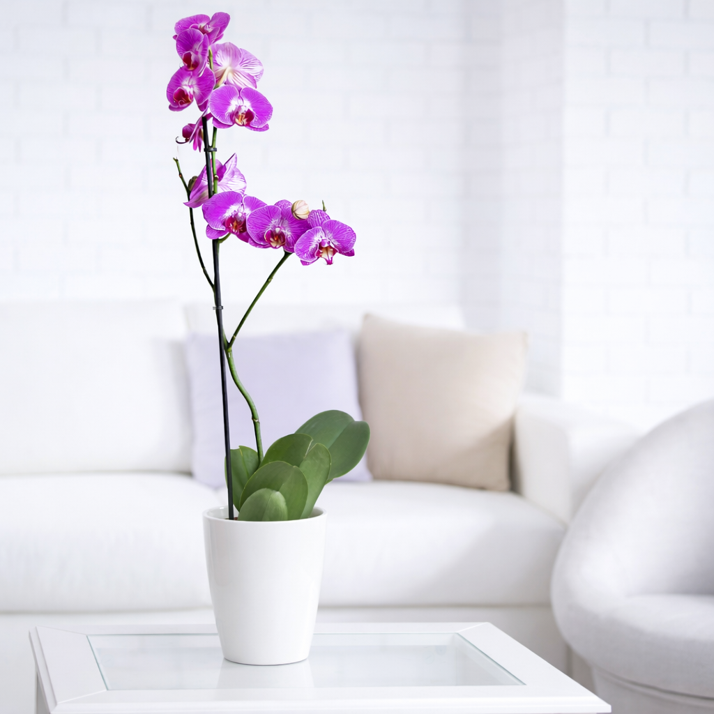 Regalo duradero Planta de orquídea blanca colocada junto a un sofá en interior luminoso