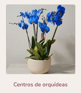 Centro de orquídeas Phalaenopsis azul. Centro de orquídeas Phalaenopsis en color azul. El centro esta hecho en una maceta decorativa en color claro. El conjunto está en una mesa.