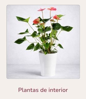 Plantas de interior Planta de Anthurium rojo, colocado en una maceta decorativa en color blanco.
