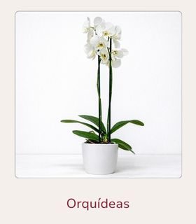 Orquídea Phalaenopsis. Orquídea Phalaenopsis con flores blancas, en una maceta decorativa en color blanco, sobre una mesa