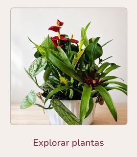 Plantas de interior. Composición de plantas verdes en maceta blanca colocada sobre una superficie clara