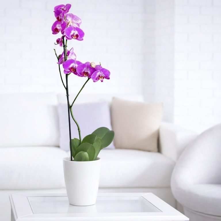 Orquídeas naturales para regalar Planta de orquídea phalaenopsis en color fucsia en un salon