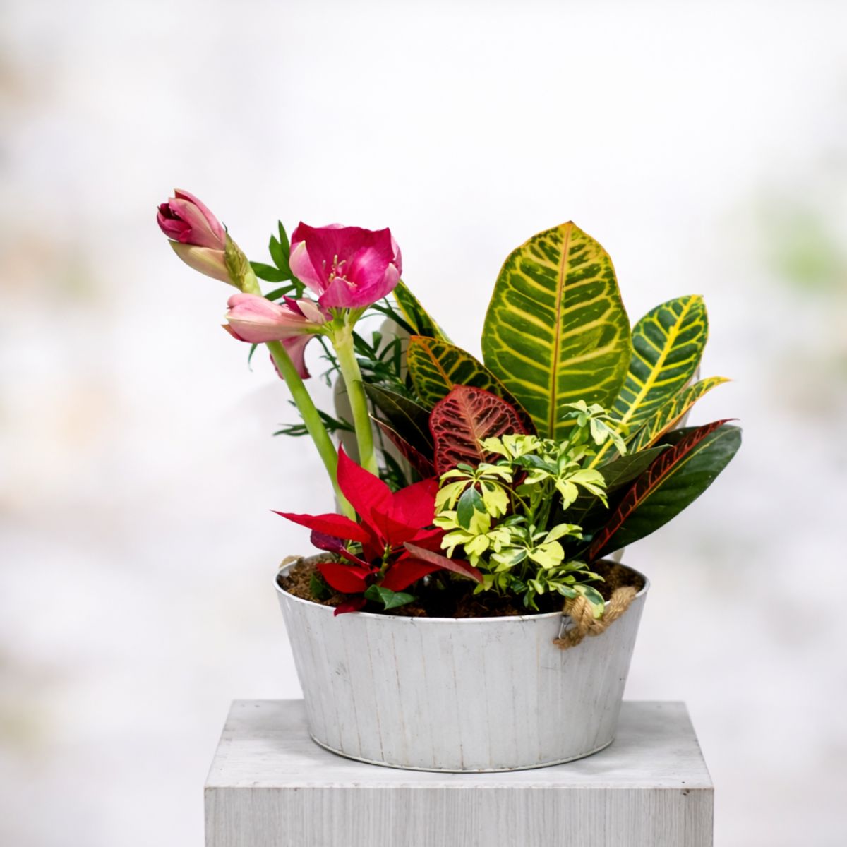 Centro de plantas Centro con plantas de interior