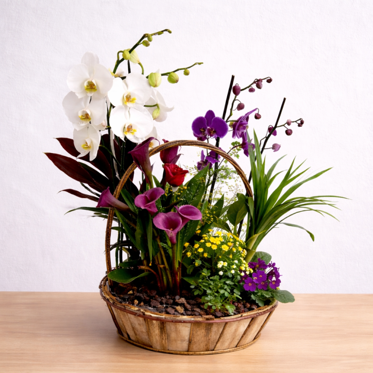 Cesta de plantas para regalo Cesta de plantas variadas con orquídeas