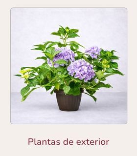 Planta de hortensia para exterior Planta de hortensia para exterior, con flores en color morado, colocada en una mesa.